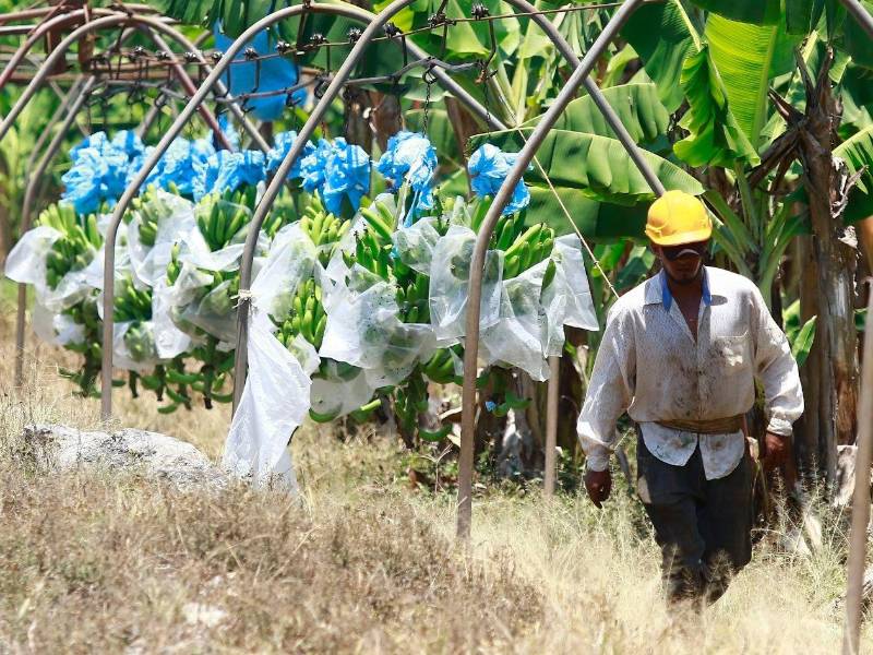 El valor de los envíos al exterior de banano se ubicó en $163.4 millones en los primeros cuatro meses, lo que representó un aumento de $39.8 millones (32.2%).
