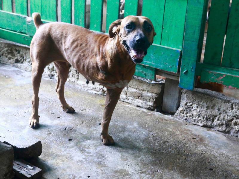 Sin una de sus patitas debido a la gravedad de la lesión que presentaba, espera pacientemente una oportunidad para comenzar de nuevo.