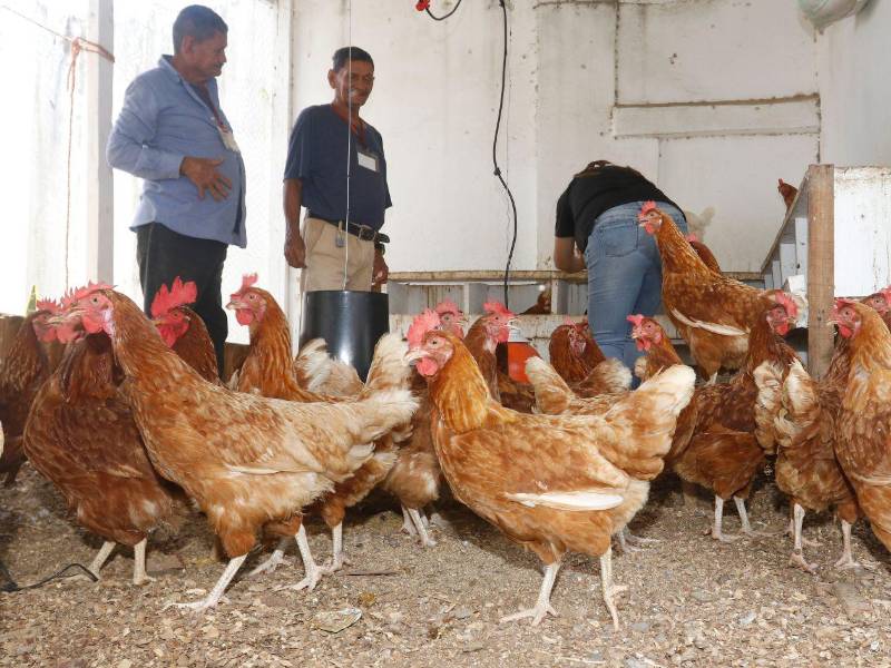 Los hermanos José Ismael y José Israel Flores están a cargo del cuidado de las gallinas.