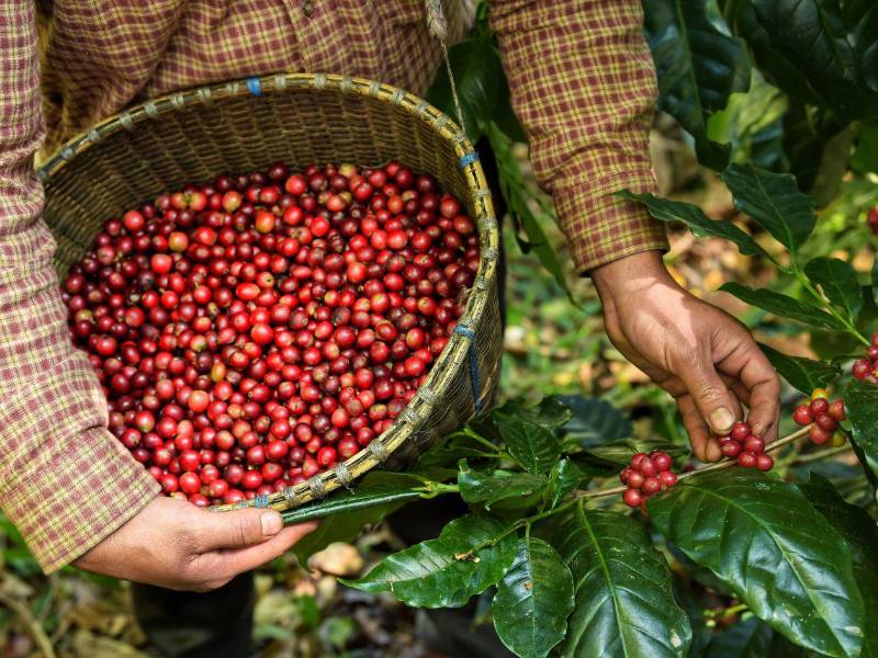 Los poductores realizan una selección cuidadosa del café, garantizando los estándares de calidad que caracterizan la producción nacional.
