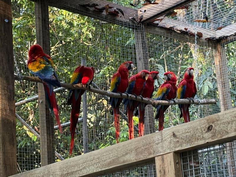 El grupo de guacamayas, símbolo patrio de Honduras, es el corazón de un ambicioso proyecto de reinserción, liderado por Macaw Mountain, aliados locales, ProAlas, tours operadores, Cámara de Turismo y alcaldía de La Ceiba. Ésta última aportó un fondo de 125 mil lempiras para la liberación progresiva de 16 ejemplares traídos este jueves desde Copán.