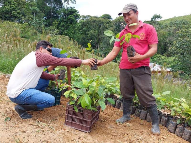 Fincas restauradas con más de 100,000 plantas nativas mejoran la cobertura boscosa y protegen las fuentes hídricas locales.