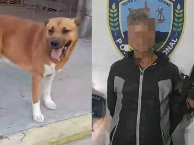 El perro, identificado como “Toto”, se encuentra bajo cuidado médico veterinario.