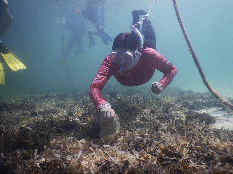 El conjunto de instituciones están enfocados en varias actividades, desde monitoreo del manejo de los bosques, hasta la limpieza de las playas y mares.