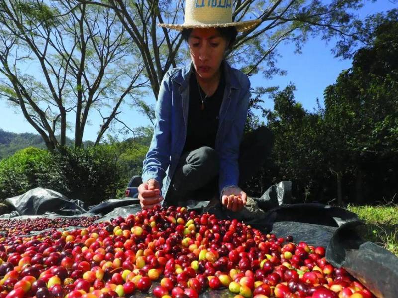 En la temporada 2024-2025, el café generó 2,149.2 millones de dólares a la economía hondureña.