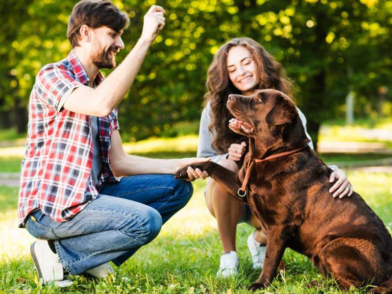 Jugar al aire libre es una actividad que los perros aman hacer con sus amos.
