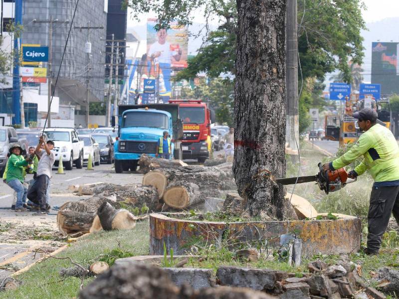 Los sampedranos no podían creerlo, en plena circunvalación equipos municipales cortaban históricos árboles sin ninguna explicación, lo que fue catalogado como una masacre ambiental.