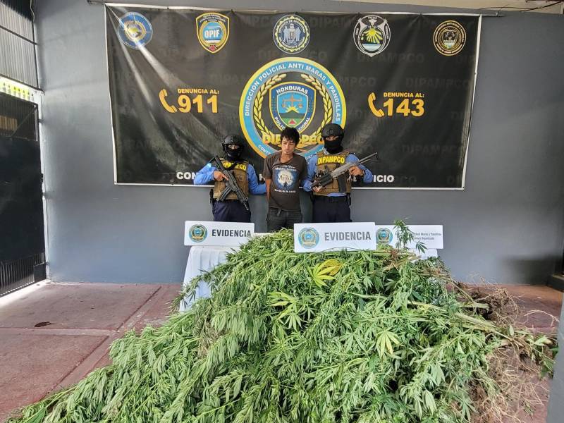 Captura del responsable de la plantación ilícita de hierba en Santa Bárbara.