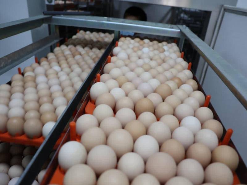 Con un sistema automatizado de volteo constante, la incubadora simula el cuidado natural de una gallina, asegurando el desarrollo adecuado del embrión y elevando los índices de incubabilidad en cada ciclo productivo.