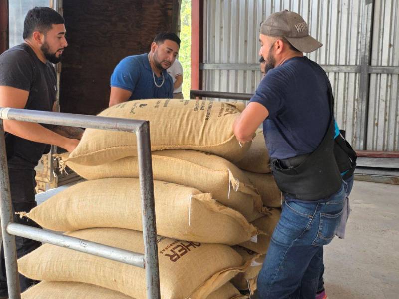 Hombres cargan el café producido por las mujeres de Lempira en sacos de la exportadora Inloher.