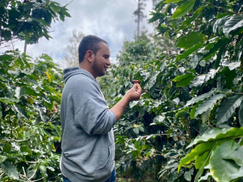 El café hondureño enfrenta el desafío de la sequia