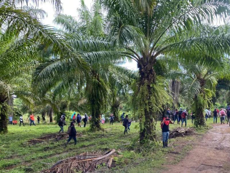 De 36,000 a 40,000 manzanas productivas se encuentran invadidas en Honduras, según el director del INA, Javier Talavera.
