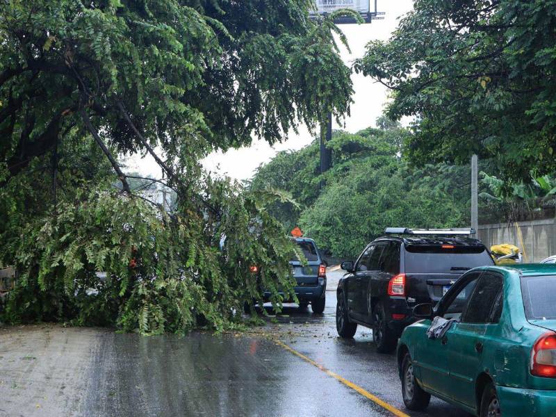 Fotografía de archivo de una vía obstaculizada por la caída de árboles, debido a las lluvias, en la ciudad de San Pedro Sula (Honduras).