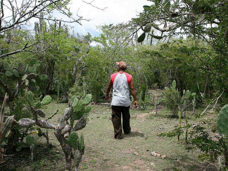 Un bosque seco en Olanchito, Yoro.