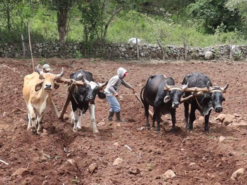 La sequía ha golpeado cultivos y fuentes de agua en varias regiones del país, por lo que Honduras prepara vuelos de estimulación de lluvias en zonas donde el déficit de precipitaciones es más severo. La ganadería sufre la falta de lluvias.