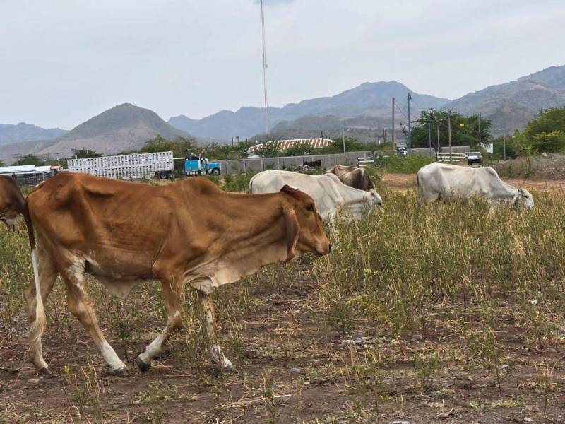 La sequía también alcanza a la ganadería debido a la reducción de agua y alimento, con reportes de muerte de reses en las áreas más golpeadas.