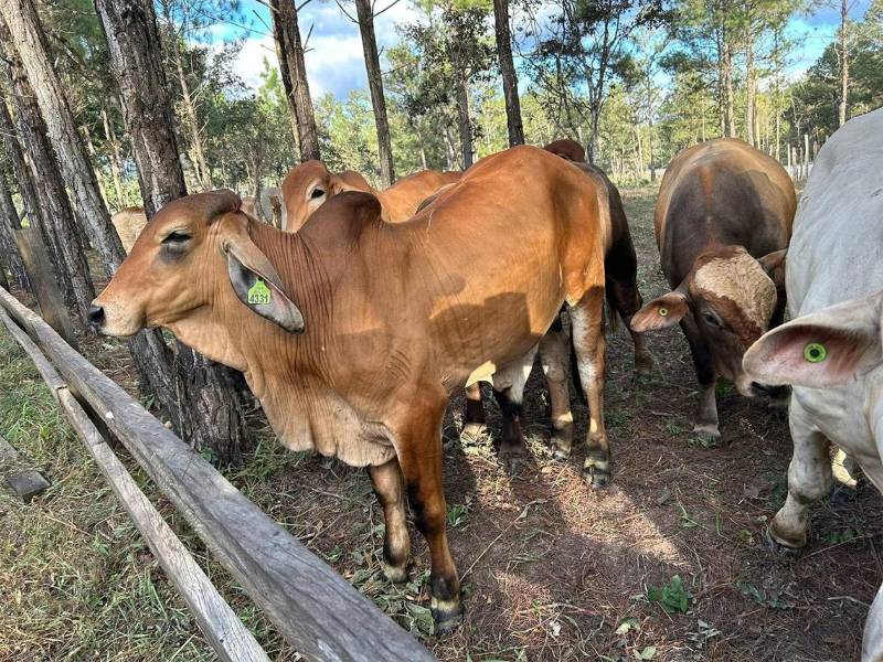 La implementación de cercas eléctricas y sistemas silvopastoriles permite un manejo más eficiente del ganado, reduciendo la presión sobre el bosque y mejorando la productividad en las fincas rurales.