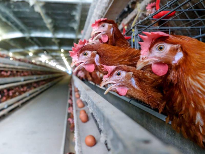 Fedavih afirmó que pollo y huevo no representan riesgo tras caso de influenza aviar en Santa Bárbara. El brote de influenza aviar comenzó en lempira y se ha detectado, principalmente, en zopilotes, que son aves de rapiña.