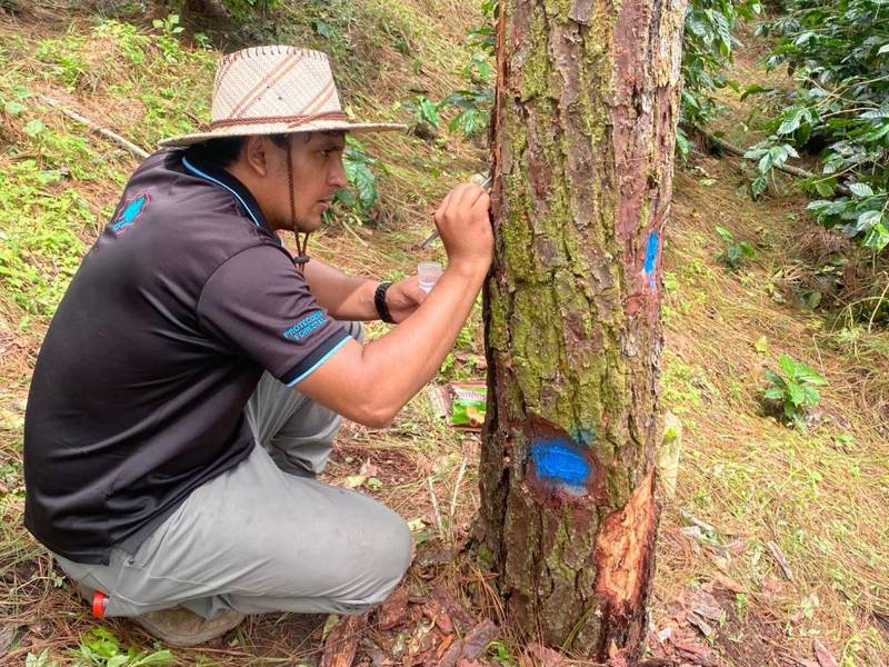 El SAT es una de las herramientas claves que aportó a la estrategia del ICF para controlar el gorgojo descortezador.