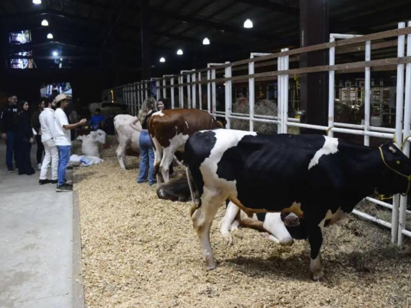 Dentro de la programación se contempla juzgamientos de ganado lechero y de carne, competencias de caballos de distintas disciplinas como Paso Peruano, Iberoamericano, Caballo Bailador y Cuarto de Milla, así como el Rodeo Infantil por el Día del Niño AGAS.