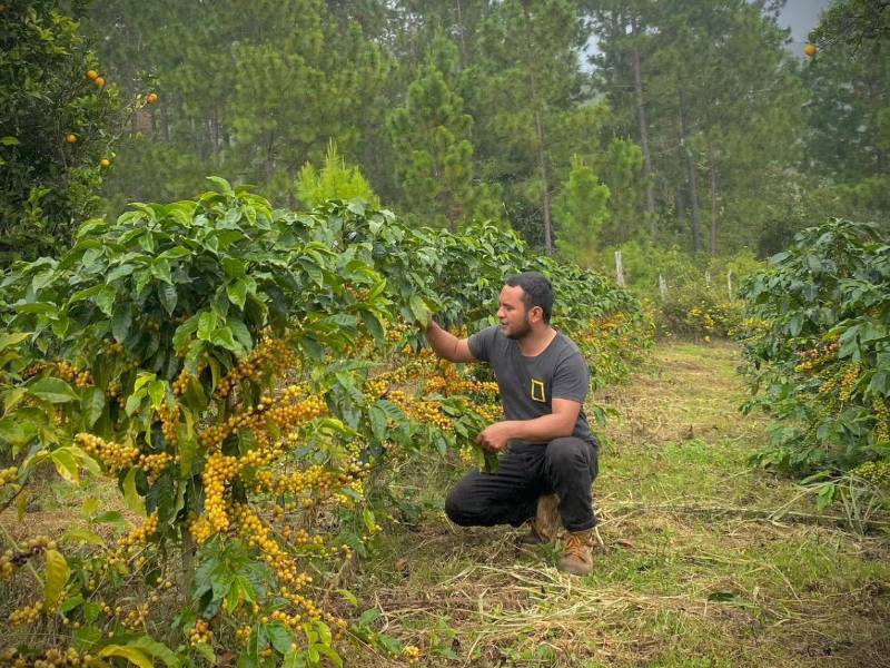 Finca familiar de Yorlan Josué Girón, productor de café de la aldea Las Botijas, municipio de Villa de San Antonio, Comayagua.