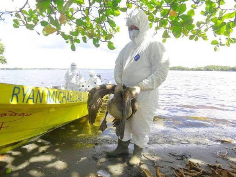 Las autoridades recomendaron no tocar aves muertas o enfermas y reforzar las medidas de bioseguridad para evitar el contagio en aves domésticas. En 2025 se registró un brote de la influenza aviar tipo A H5N1 en norte del país, en ese entonces afectó a los pelícanos.