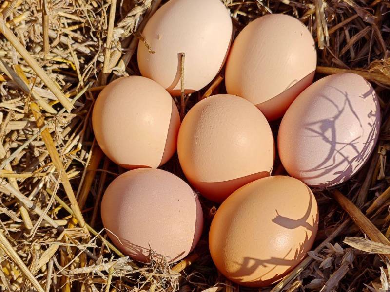 Senasa reiteró que el consumo de huevo y carne de pollo es seguro, siempre que los productos provengan de canales autorizados y se preparen con medidas básicas de higiene.