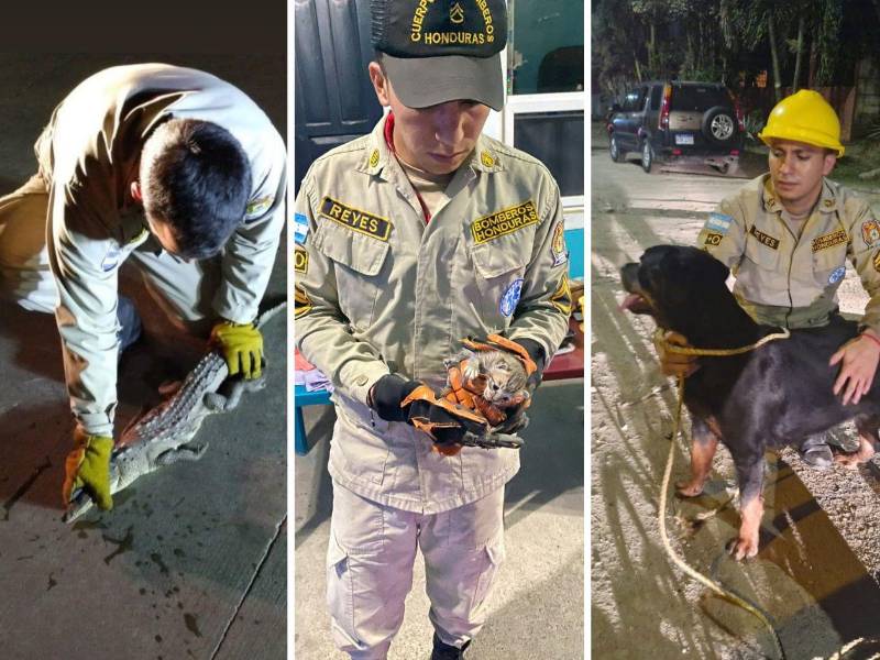 Reyes forma parte del Cuerpo de Bomberos y participa en rescates de animales que quedan atrapados, heridos o en situaciones de riesgo.