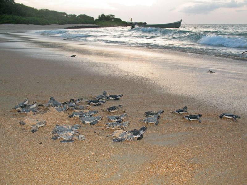 El ciclo de desove de las tortugas es un proceso complejo.