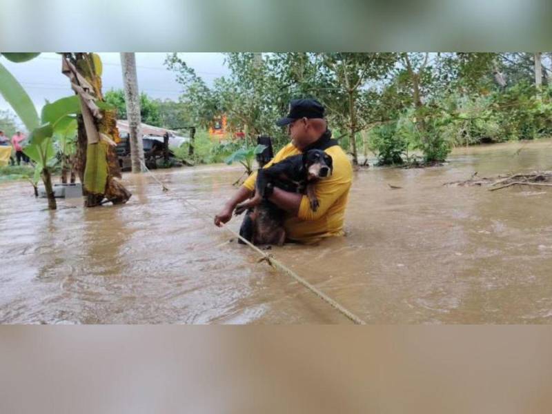 Los agentes del Cuerpo de Bomberos rescataron varias mascotas (perros) después de que la zona de Tornabé, en el municipio de Tela, Atlántida, se inundara por el desbordamiento de quebradas.