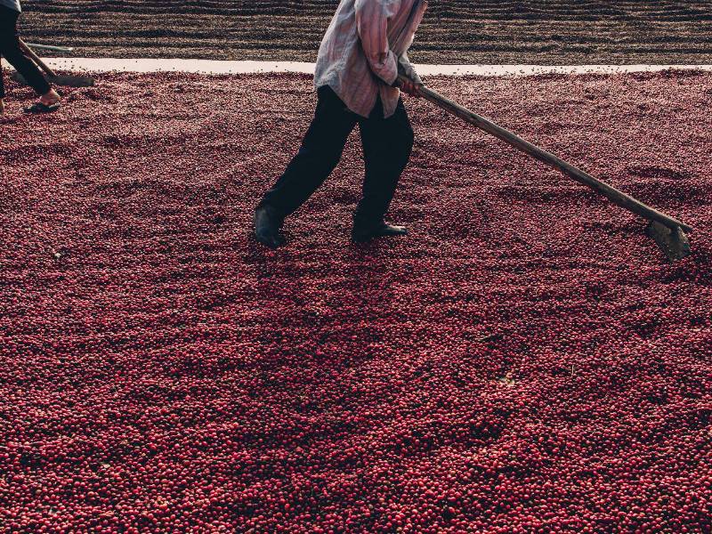 Trabajador extiende la cosecha para el secado del grano, una etapa fundamental dentro del proceso de postcosecha.
