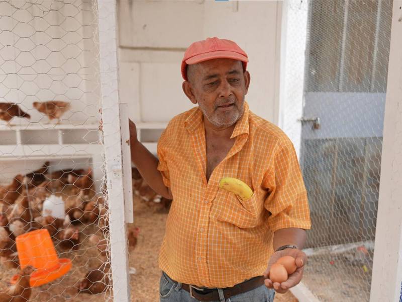 Las actividades de terapia ocupacional como el cuidado de gallinas ponedoras, mantiene activos a la mayoría de los residentes de la Casa Hogar Perpetuo Socorro.