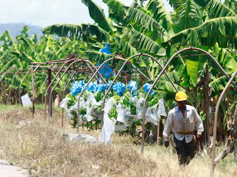 Honduras registró una caída en la producción de bananos después de 2020 tras resultar aectado por las inundaciones de Eta y Iota.