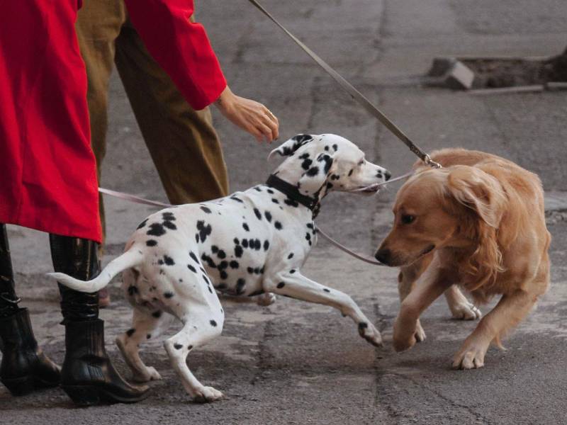 Debes analizar bien el comportamiento de cada uno de tus perros para saber cómo actuar.