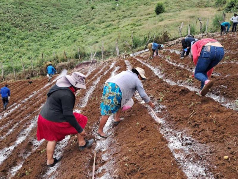 En la agricultura se han perdido más de 400 mil empleos en los últimos cinco años en Honduras.