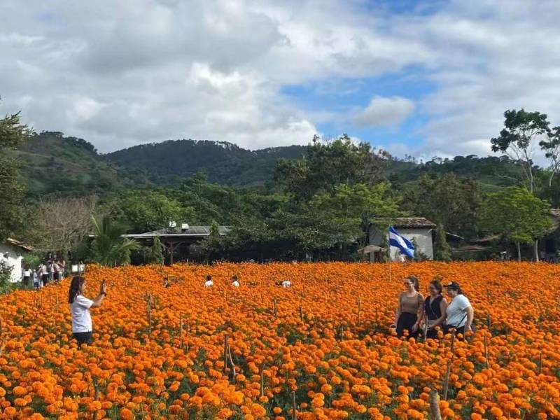 La flor de cempasúchil (Tagetes erecta), conocida popularmente en algunas zonas de Honduras como flor de muerto o chispita, forma parte de las tradiciones culturales de comunidades del país y también destaca por su presencia en lugares como Copán, donde sus tonos amarillos y naranjas llenan de color los campos durante esta temporada.