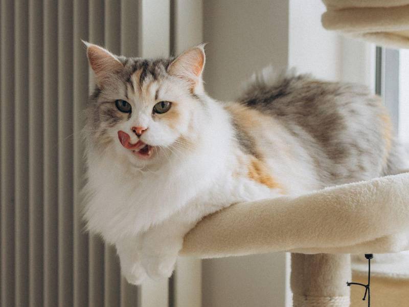 Un gato feliz refleja tranquilidad y bienestar, llenando de alegría y compañía el hogar