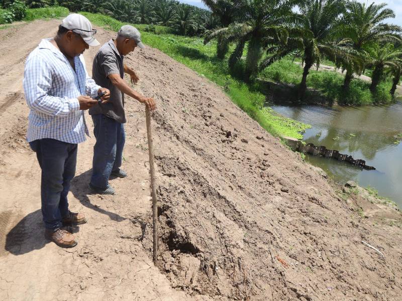 Pobladores mostraron los daños que ha sufrido el bordo tras varias tormentas. Temen que, ante una nueva crecida del río Ulúa, ceda fácilmente si no es reforzado.