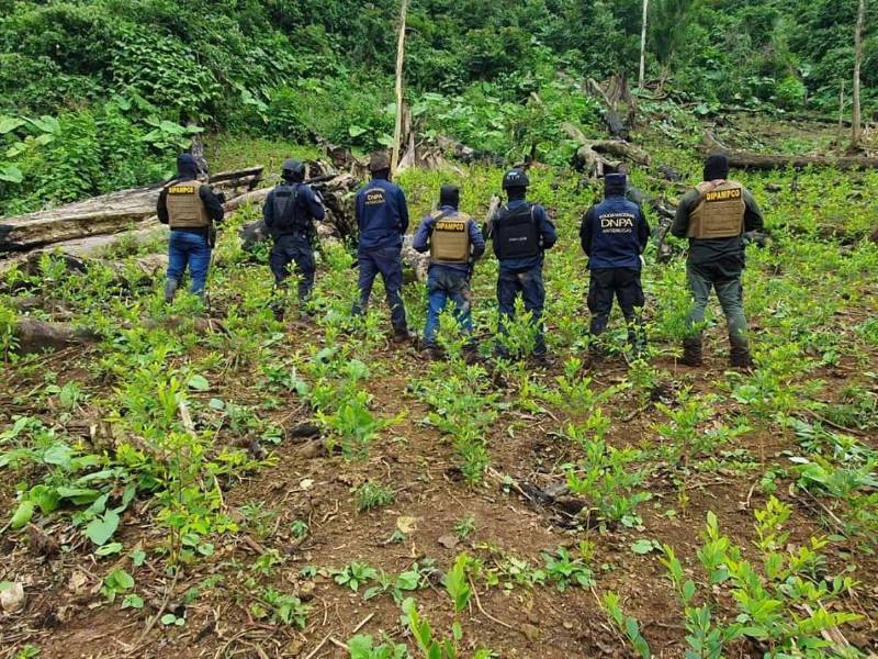 Agentes de la Dirección Nacional Policial Antidrogas (DNPA) en un cultivo de plantas.