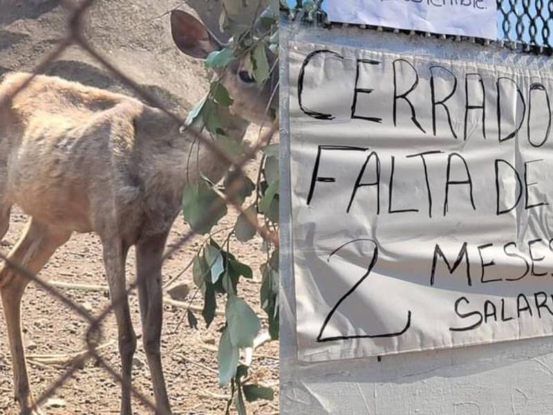 Por falta de salario, los trabajadores del zoológico Joya Grande mantienen cerrado el lugar y, lamentablemente, los más afectados son los animales.