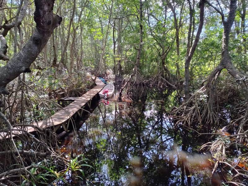 El mangle en el departamento de Atlántida se ha visto mermado en los últimos años. Biologos expertos aseguran que estamos en un p;unto de no retorno de la recuperación.