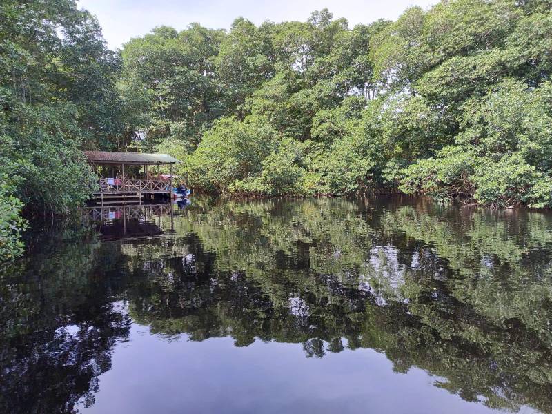 La conservación de diferentes especies y vegetales se ha visto afectada por la pérdida del mangle, ya que se necesitan de estos hábitats para poder crecer y desarrollarse.