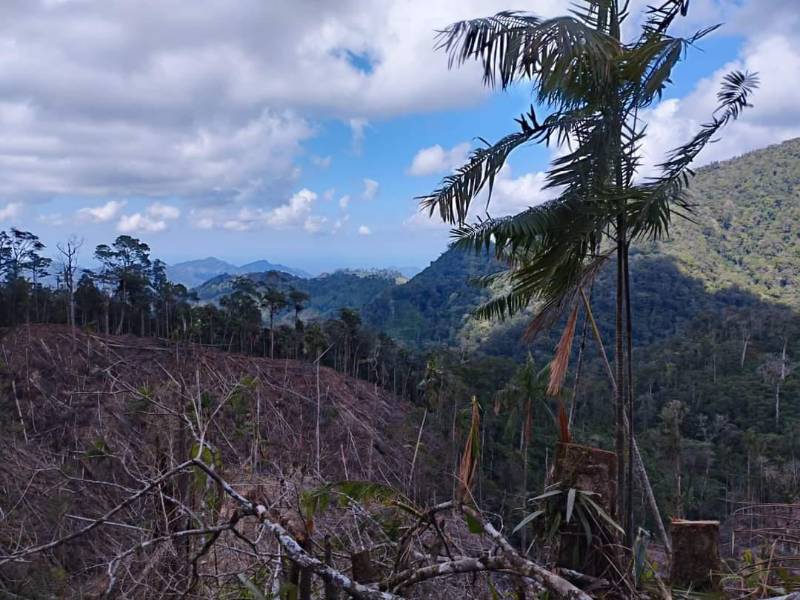 Esta es la zona descombrada en donde se aseguraron las plantaciones de hoja de coca.