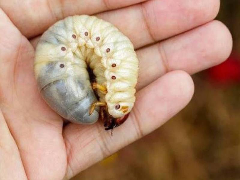 Además de los casos en humanos, las autoridades han reportado más de 1.500 casos en animales desde que la enfermedad fue detectada. Imagen de archivo.