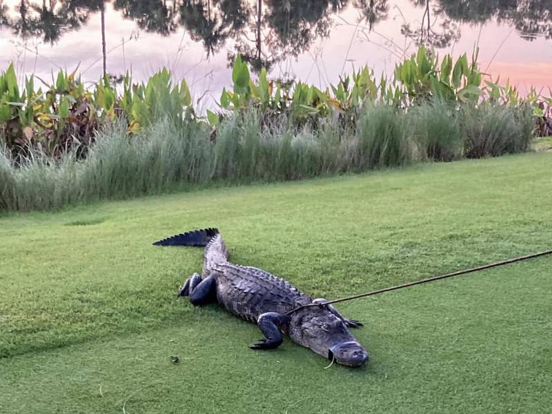 Fotografía muestra al caimán que mordió a un anciano de 79 años en un campo de golf en el condado de Collier, Florida (Estados Unidos).