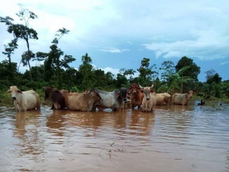 Ganaderos de La Mosquitia reportan más de 20 cabezas de ganado ahogadas.
