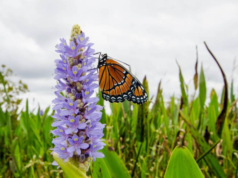 Datos de ciudadanos se usan para ubicar hábitats críticos y predecir efectos del cambio climático.