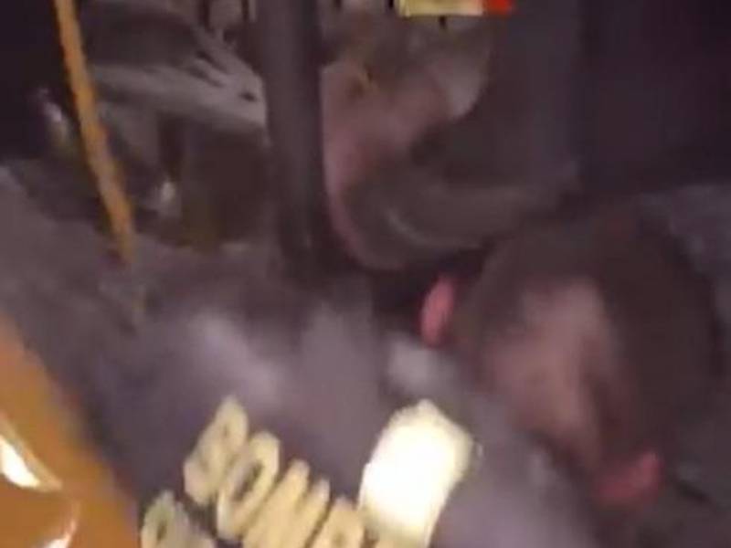 Video: Ladrón queda atrapado en un muro mientras huía