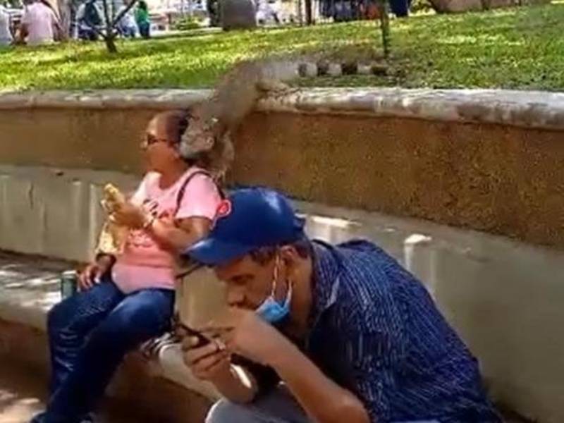 Video: Enorme iguana ataca a mujer en parque