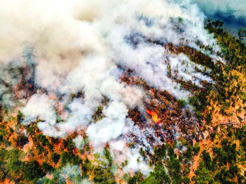 En marzo pasado, el fuego arrasó unas 64,000 hectáreas, lo que equivale a que se perdió un área de bosque equivalente a 89,600 estadios como el Olímpico.